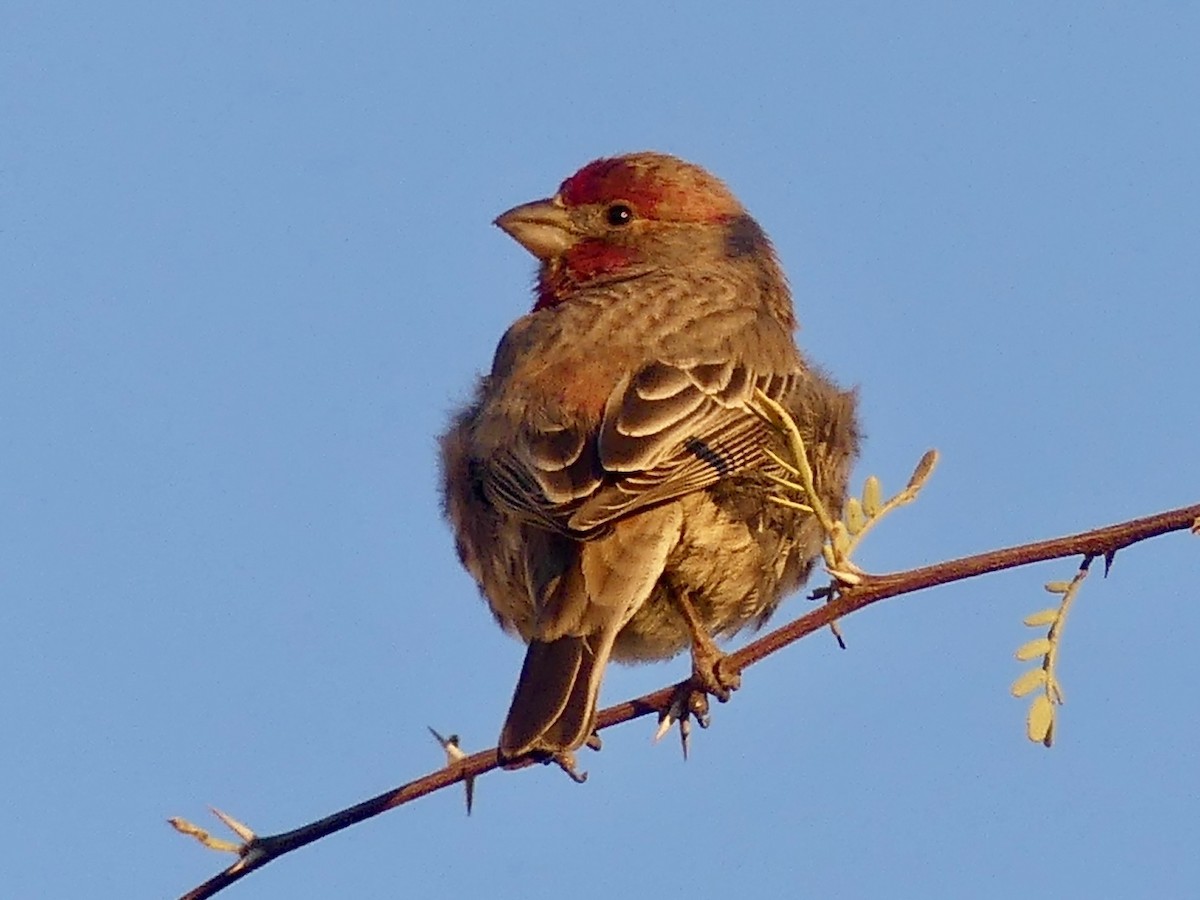 House Finch - ML646663327