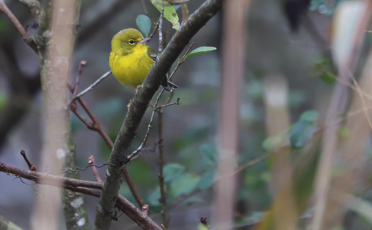 Pine Warbler - ML646663330