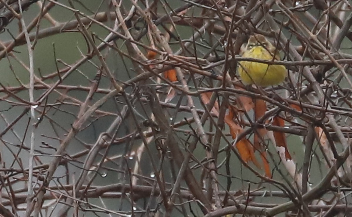 Palm Warbler (Yellow) - ML646663332