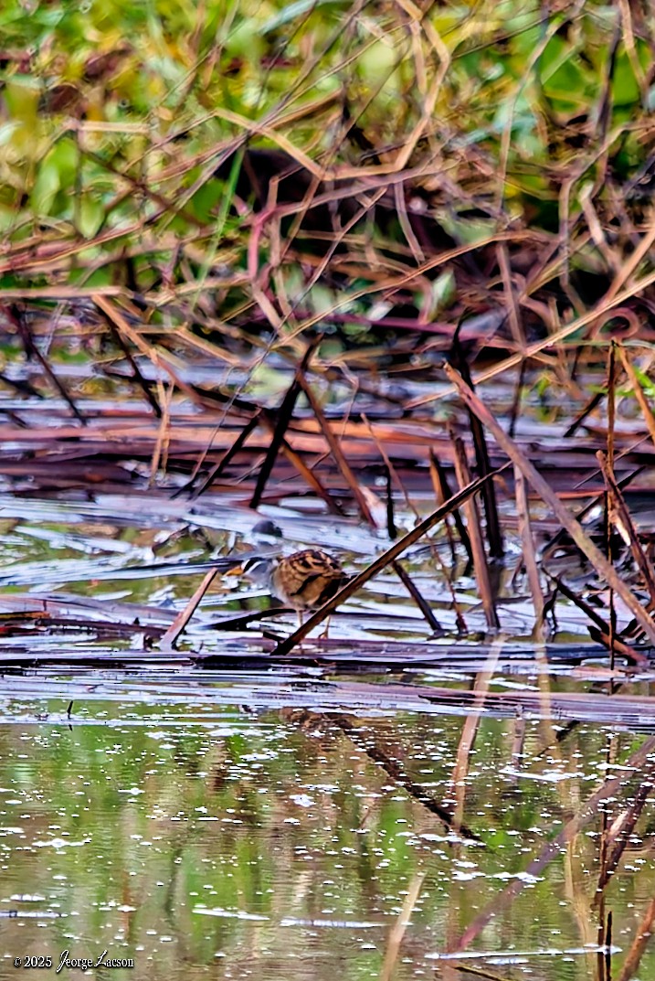 White-browed Crake - ML646663333