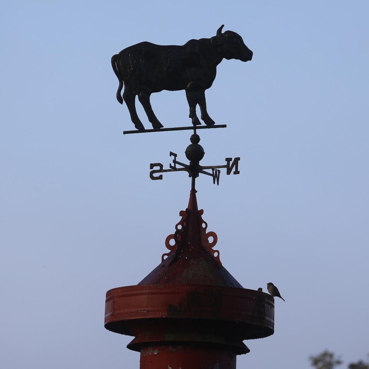 House Sparrow - ML646663335