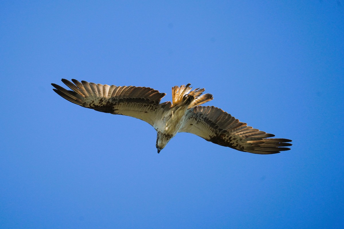 Osprey (Australasian) - ML646663336
