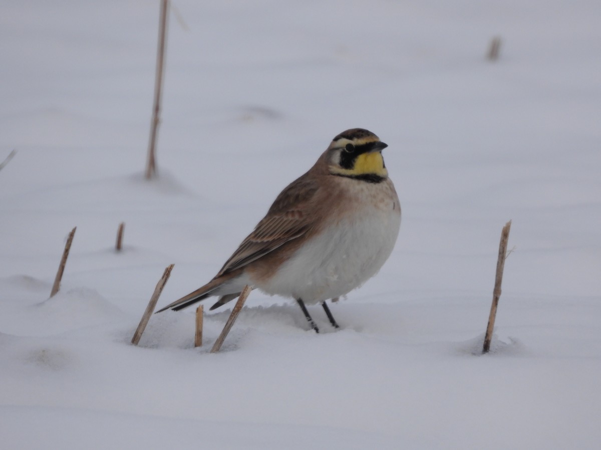 Horned Lark - ML646663339