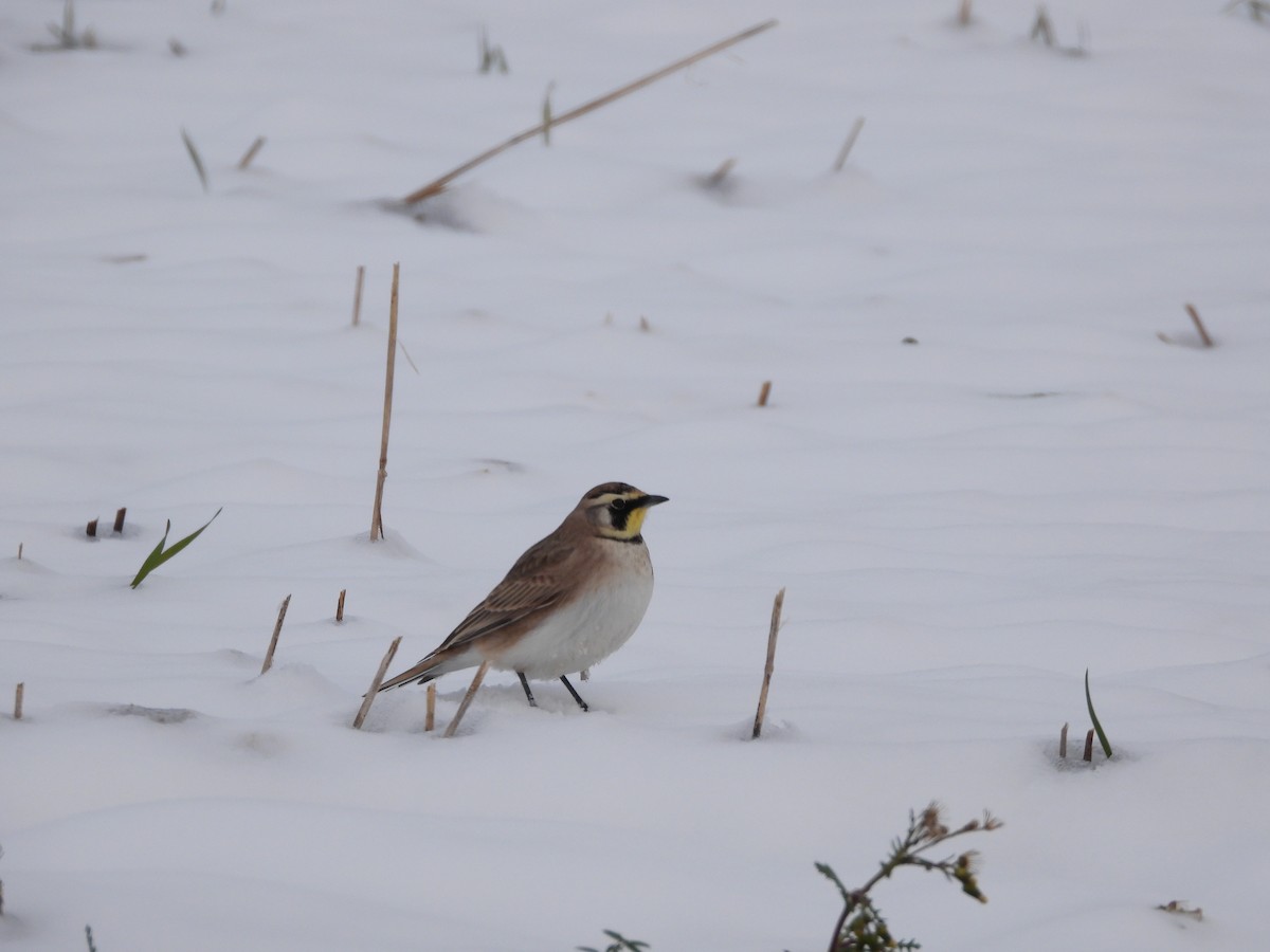 Horned Lark - ML646663340