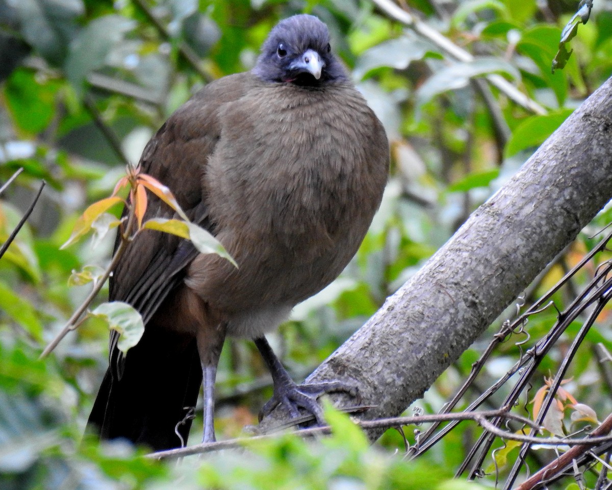Rufous-vented Chachalaca - ML646663341