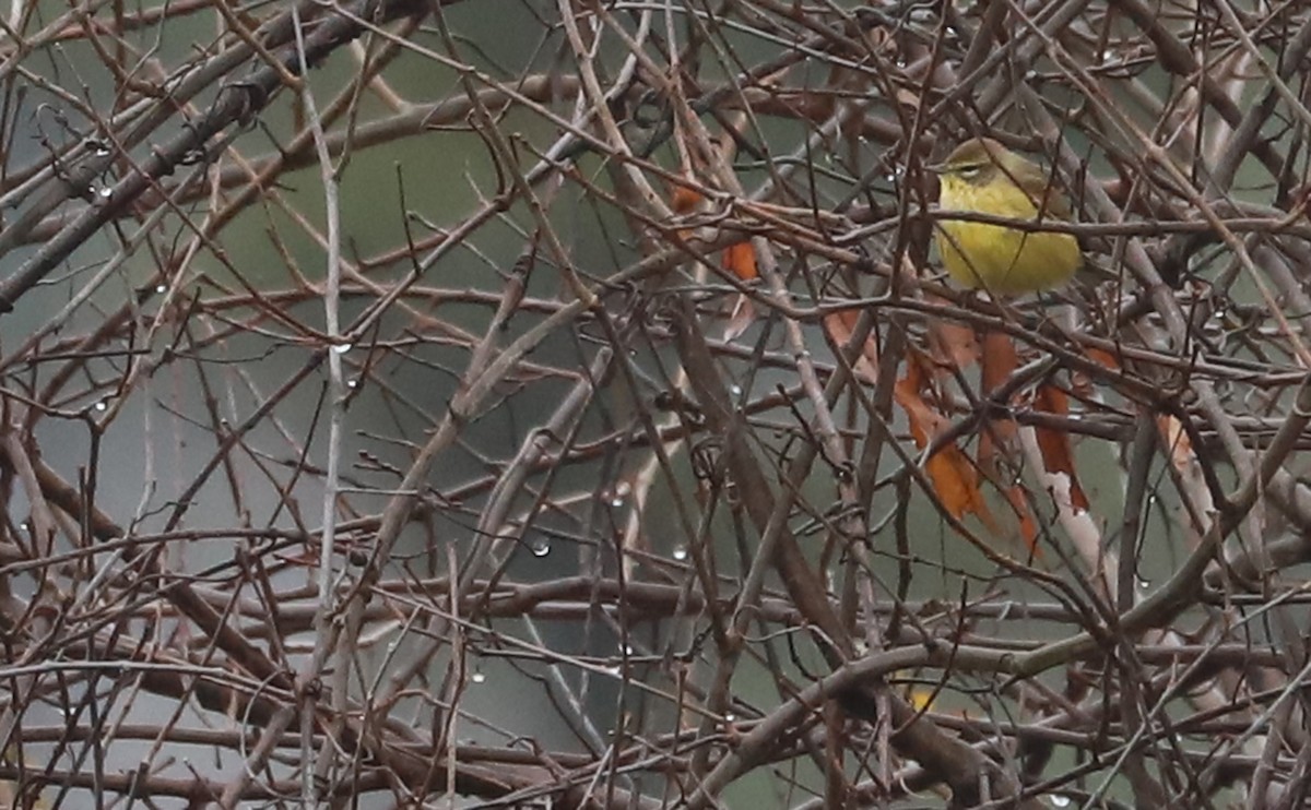 Palm Warbler (Yellow) - ML646663343