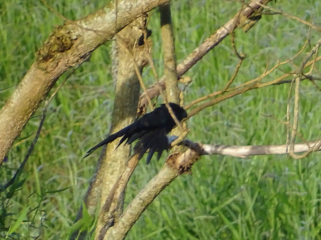 Smooth-billed Ani - ML646663345