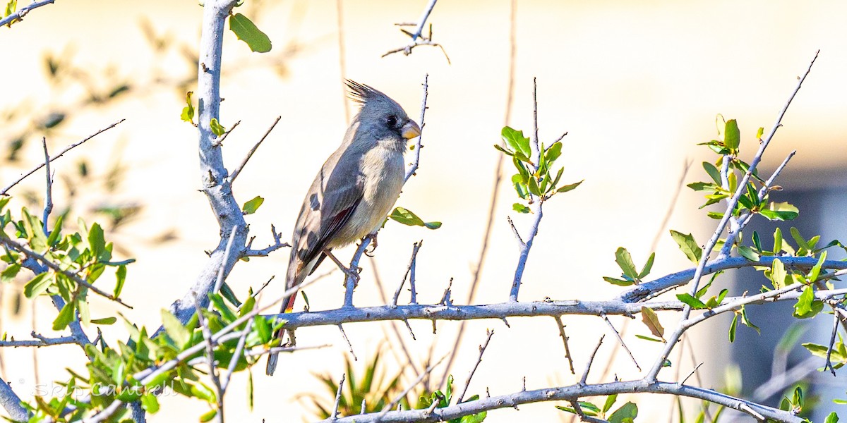 Pyrrhuloxia - ML646663346