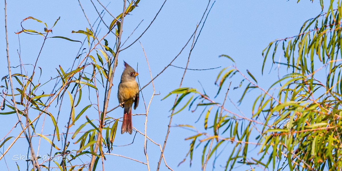 Pyrrhuloxia - ML646663347