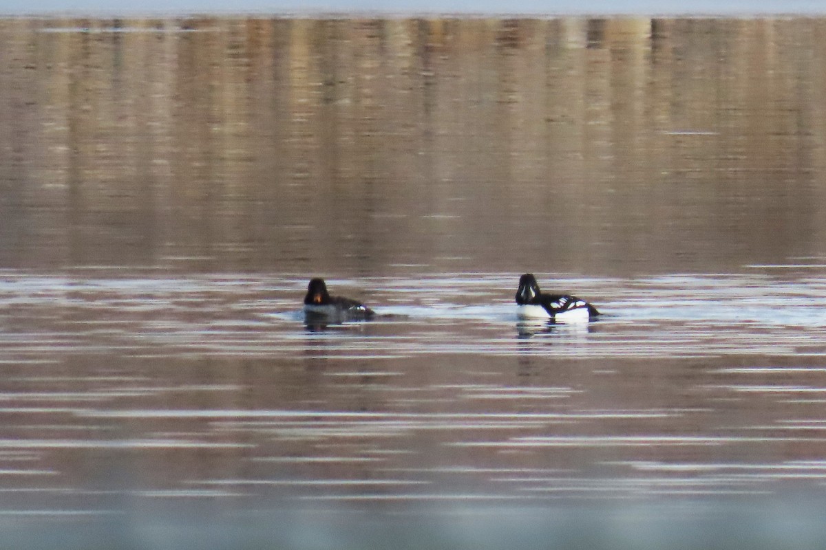 islandsand - ML646663348