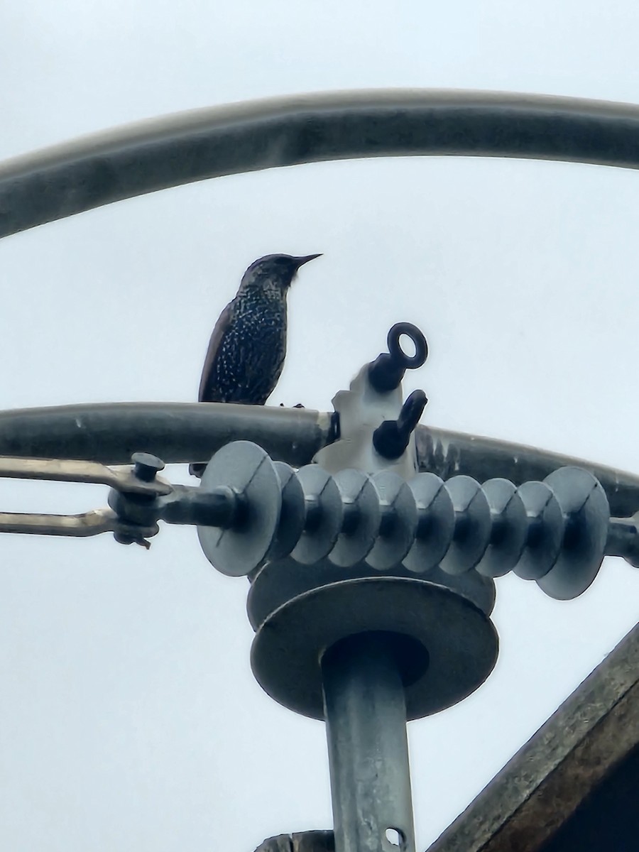 European Starling - ML646663349