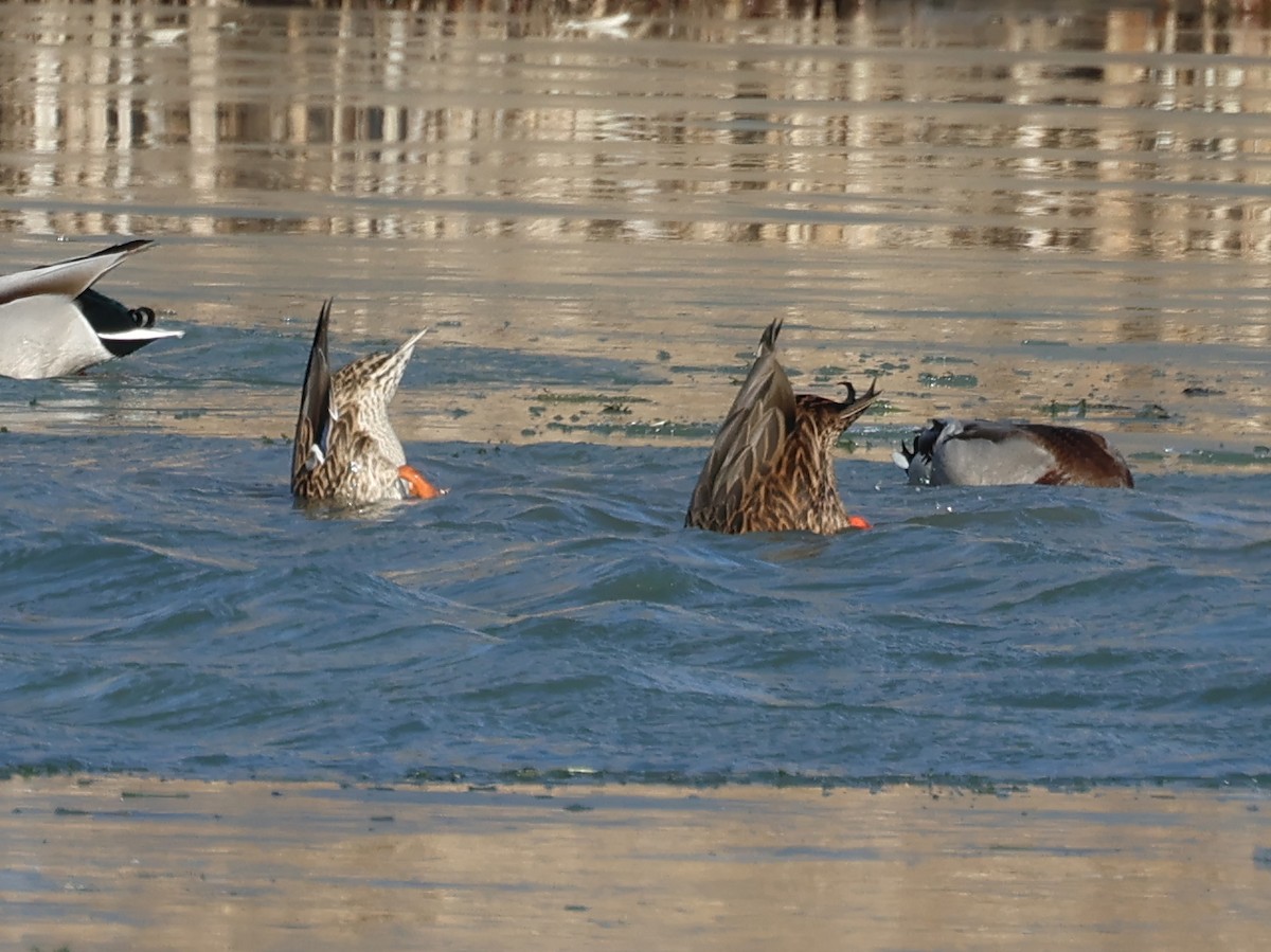 Mexican Duck - ML646663350