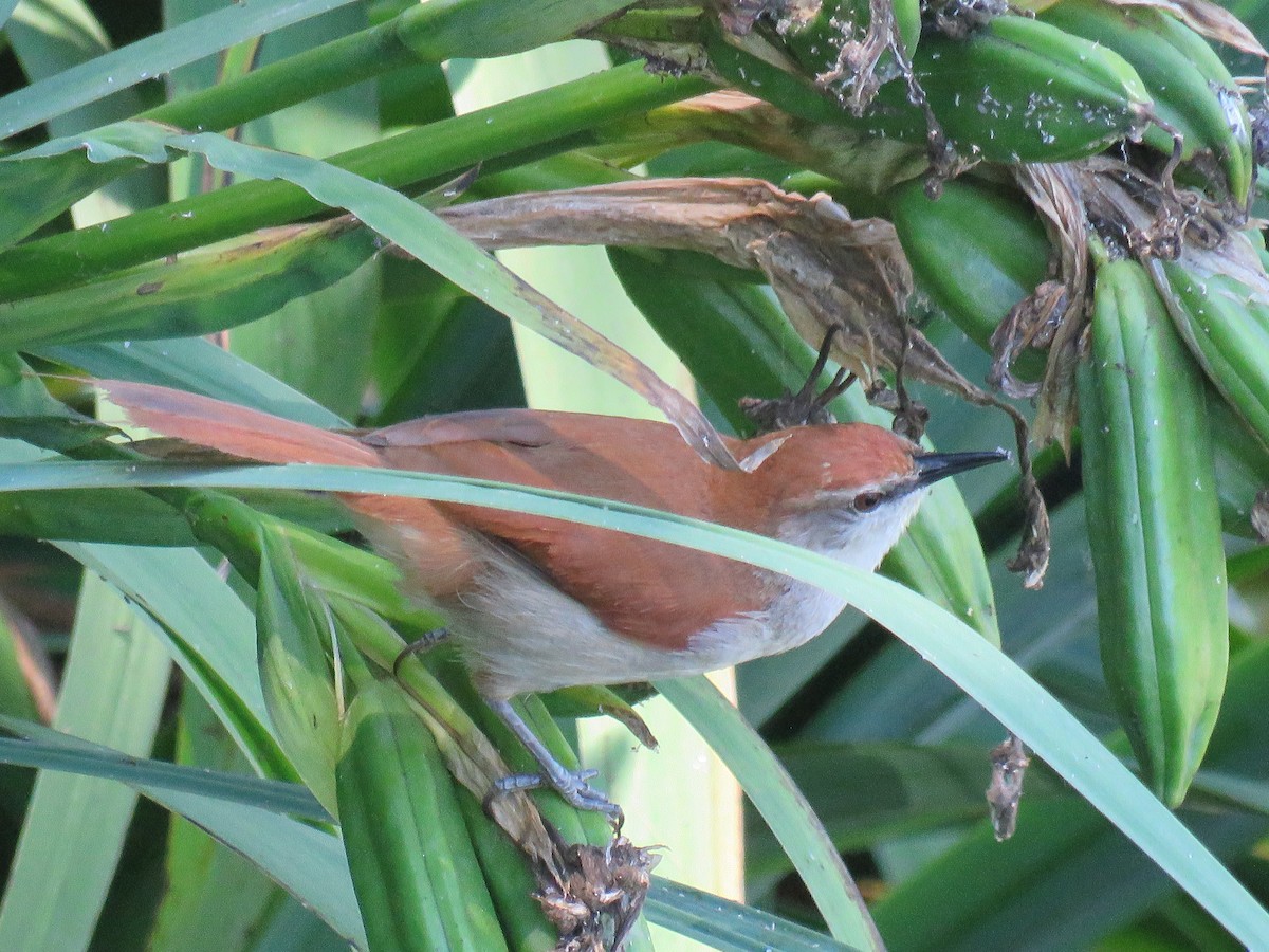 Yellow-chinned Spinetail - ML646663353