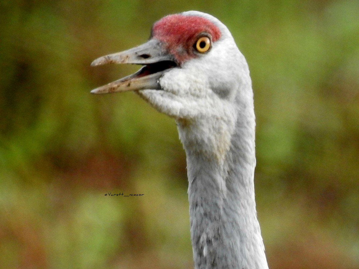 Sandhill Crane - ML646663355