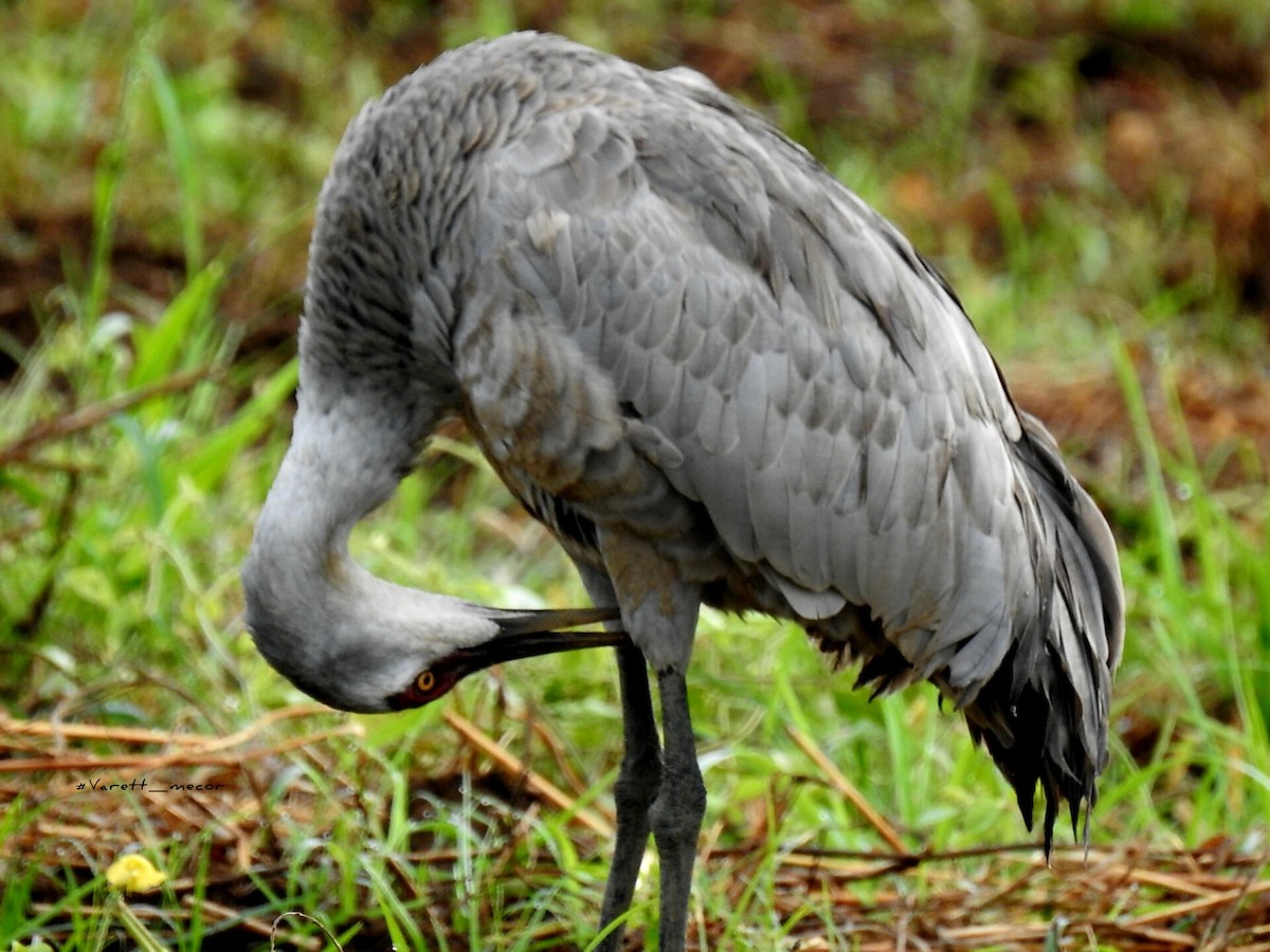 Sandhill Crane - ML646663356