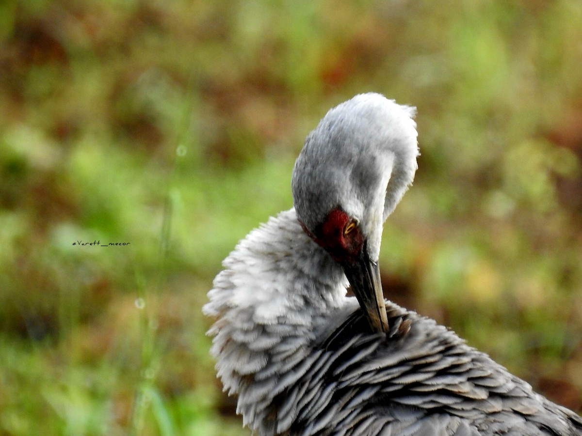 Sandhill Crane - ML646663357