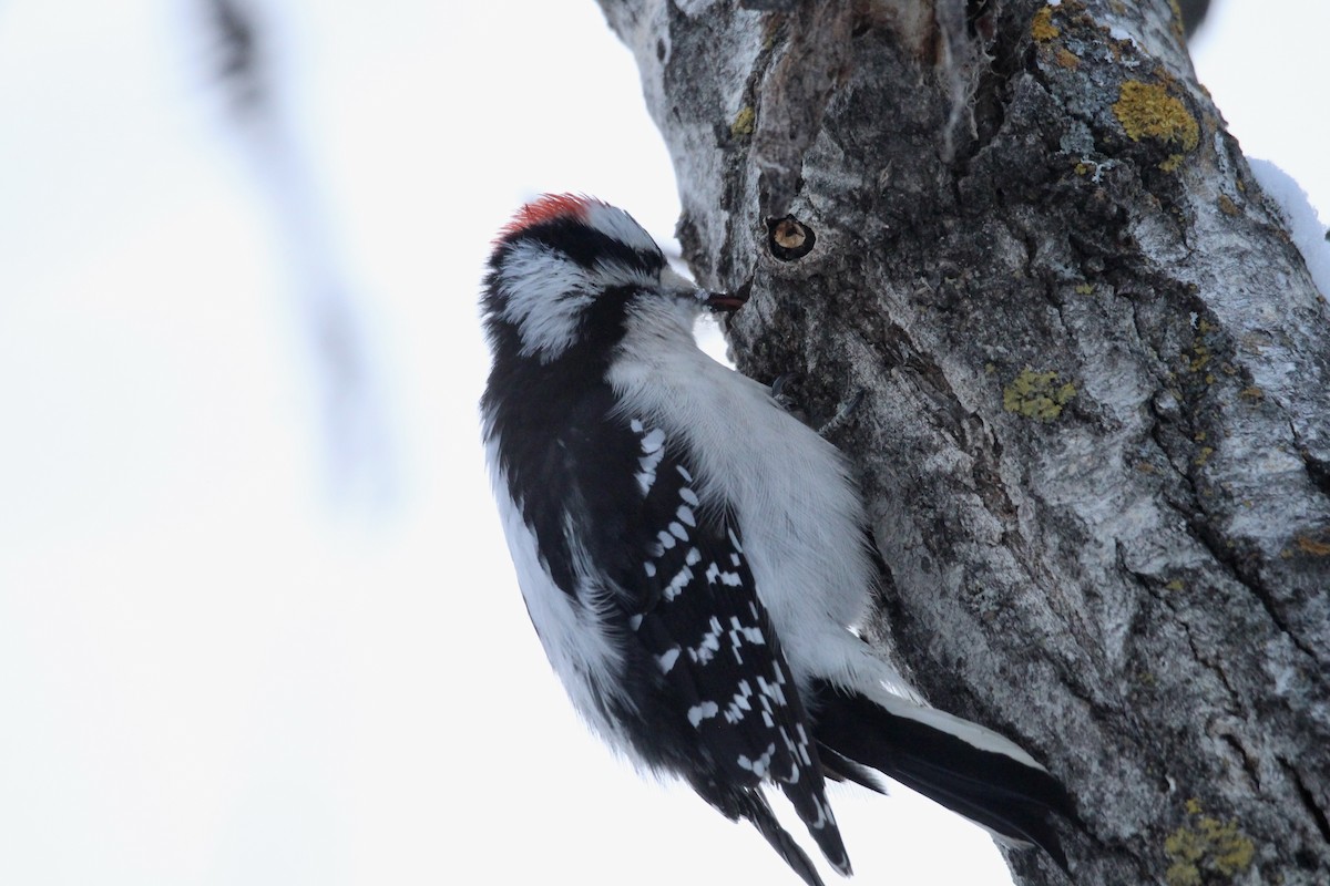 Downy Woodpecker (Eastern) - ML646663361