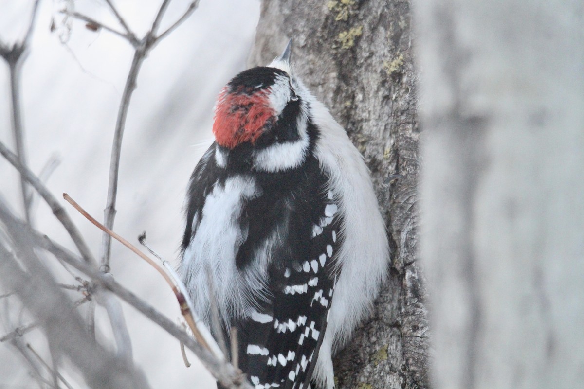 Downy Woodpecker (Eastern) - ML646663362
