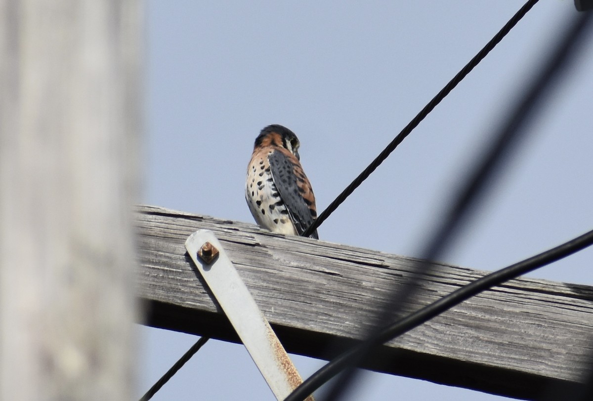 American Kestrel - ML646663363