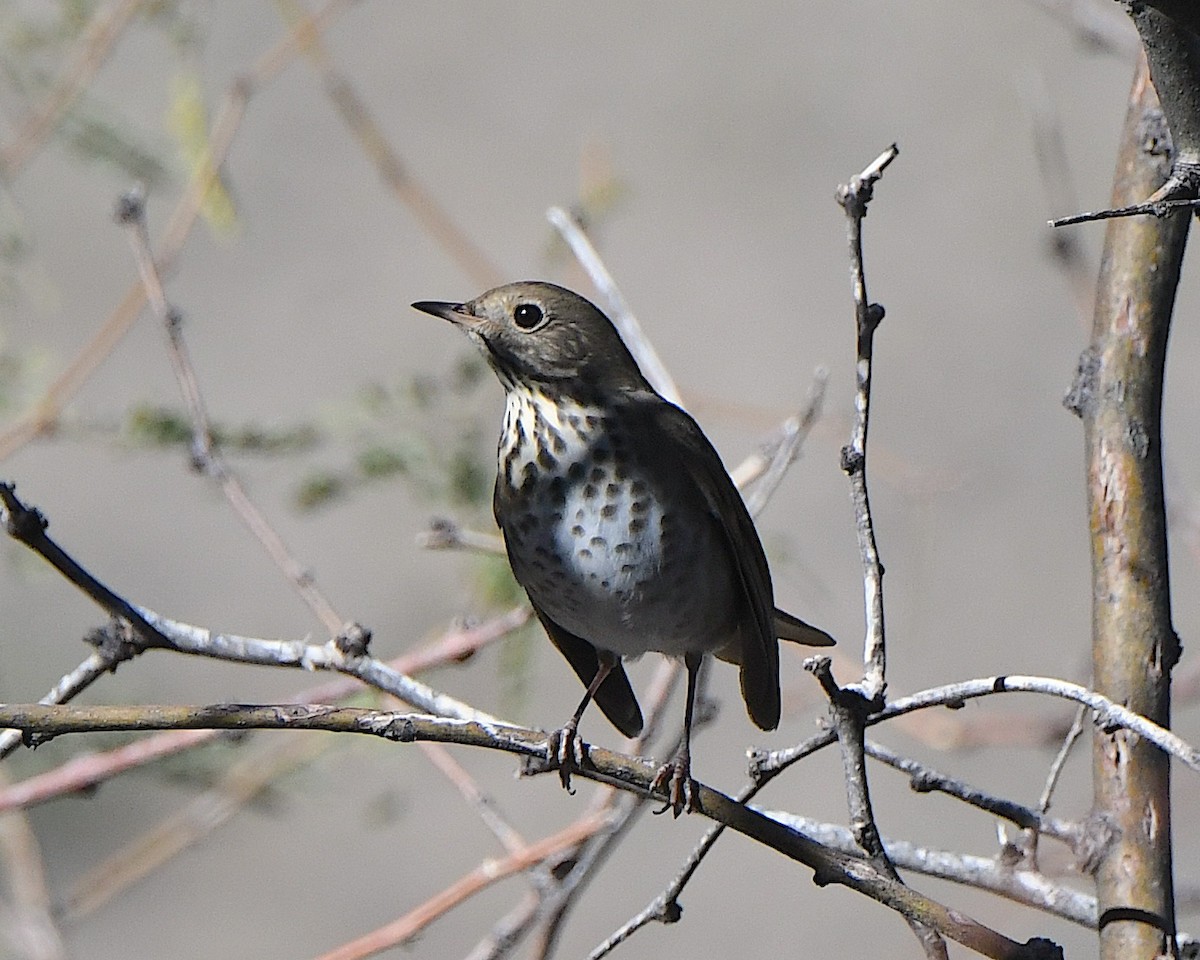Hermit Thrush - ML646663364