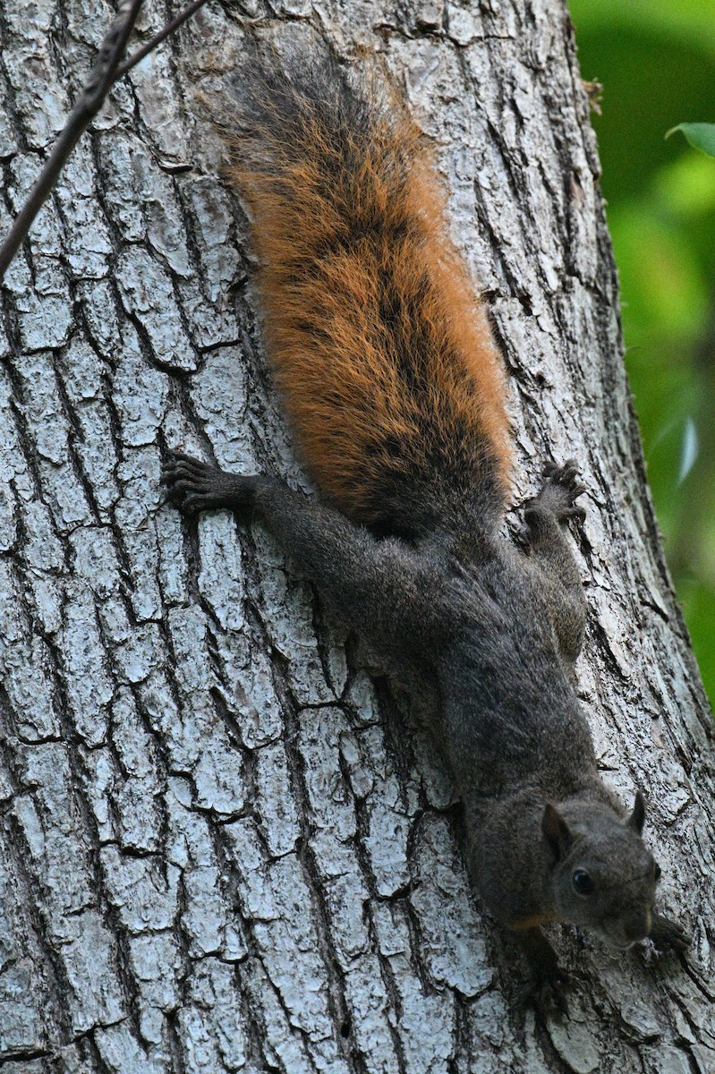 Red-tailed Squirrel - ML646663365