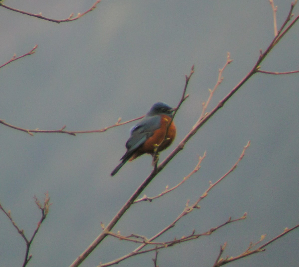 Chestnut-bellied Rock-Thrush - ML646663366