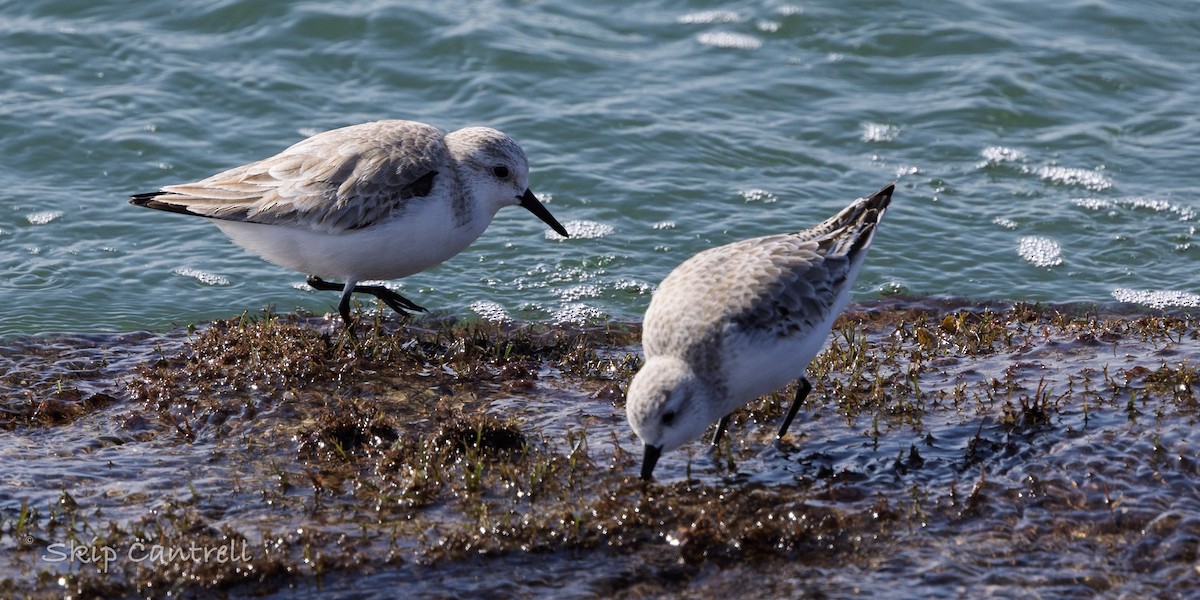 三趾濱鷸 - ML646663367