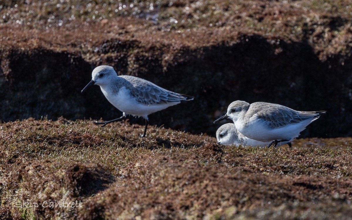 三趾濱鷸 - ML646663368