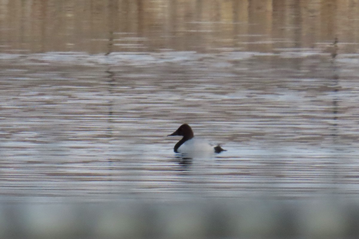 kanvasand - ML646663369