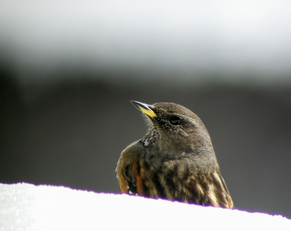 岩鷚 - ML646663372