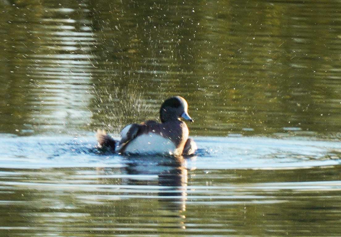 葡萄胸鴨 - ML646663373