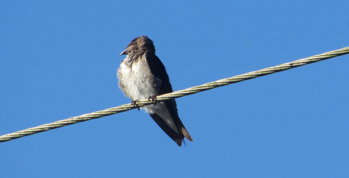 Gray-breasted Martin - ML646663374