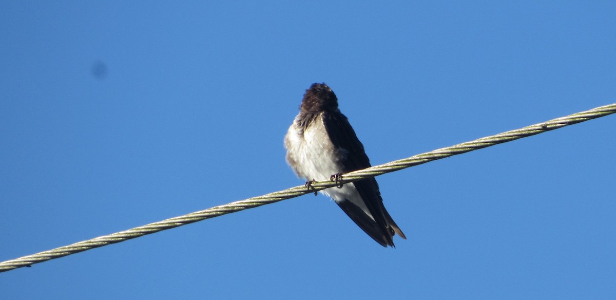 Gray-breasted Martin - ML646663375