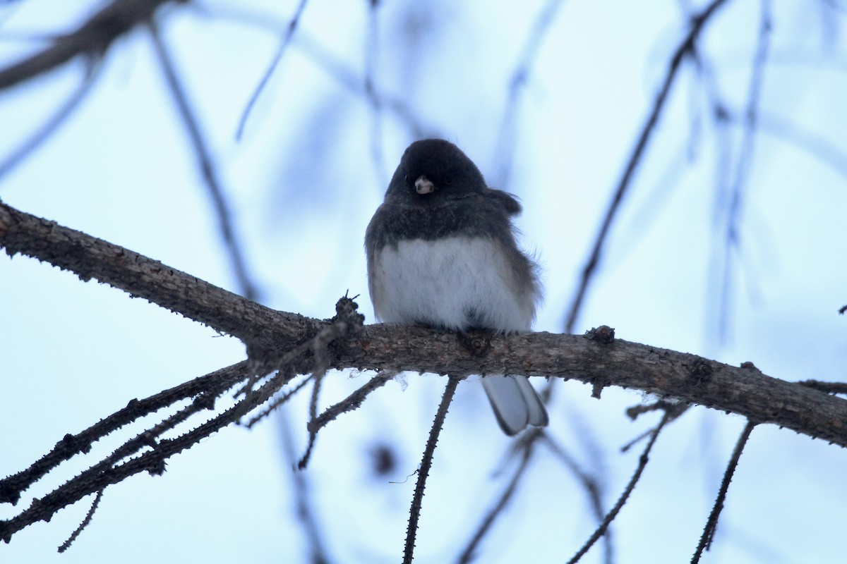 Dark-eyed Junco (Slate-colored) - ML646663376