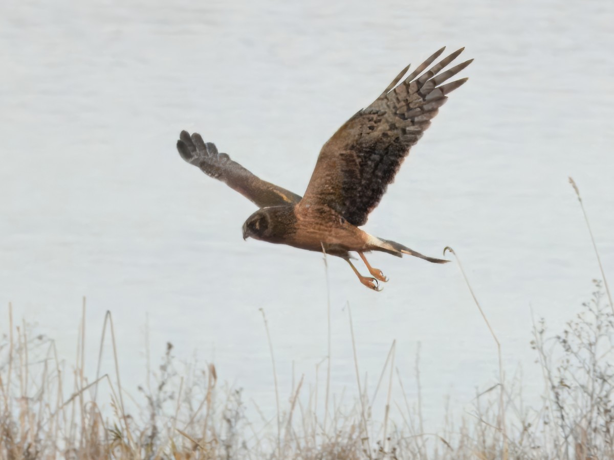 Mirotz zuri iparramerikarra - ML646663377