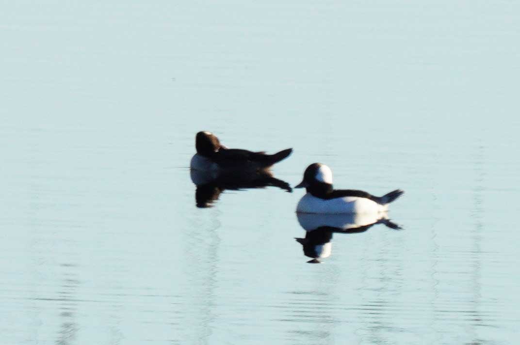 Bufflehead - ML646663378