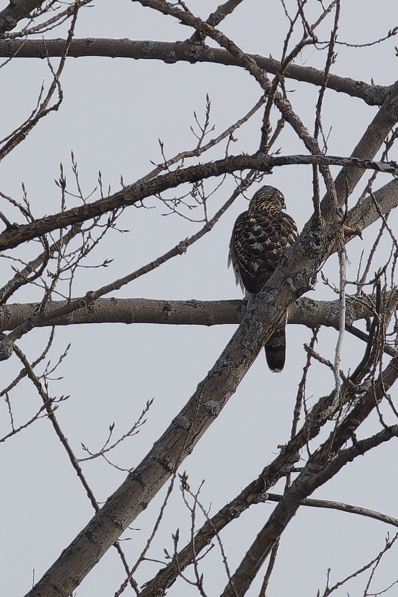 Cooper's Hawk - ML646663379