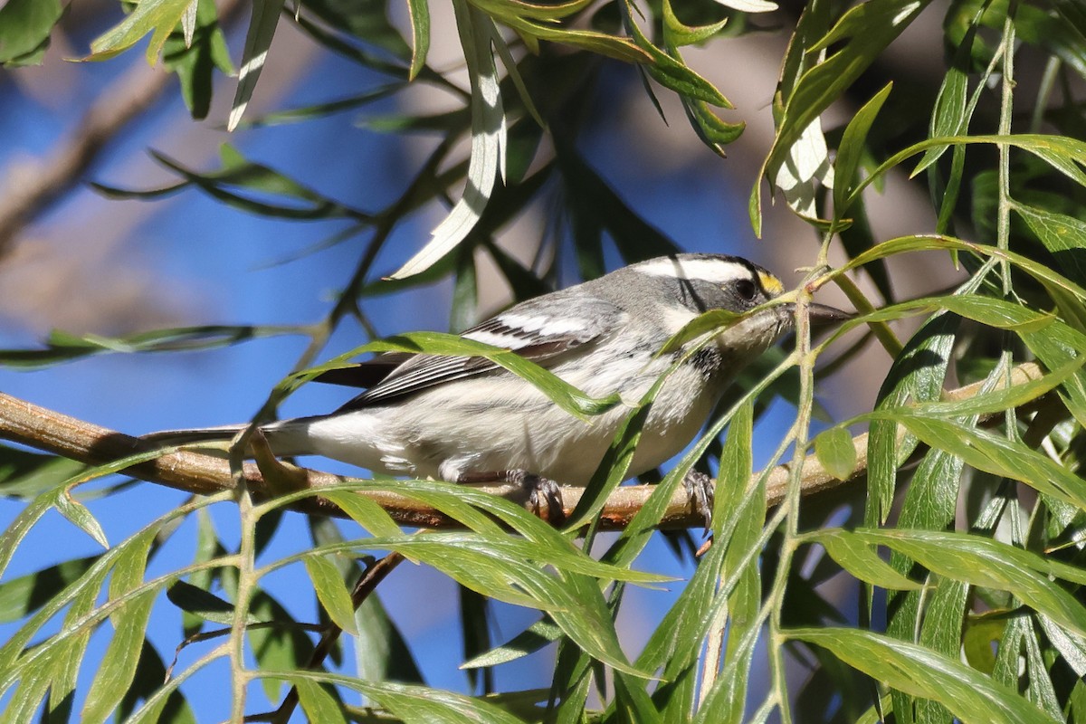 ノドグロハイアメリカムシクイ - ML646663381