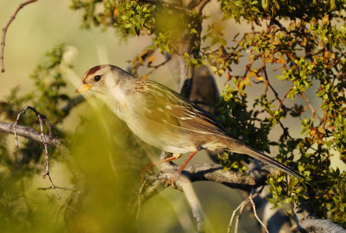 White-crowned Sparrow - ML646663382