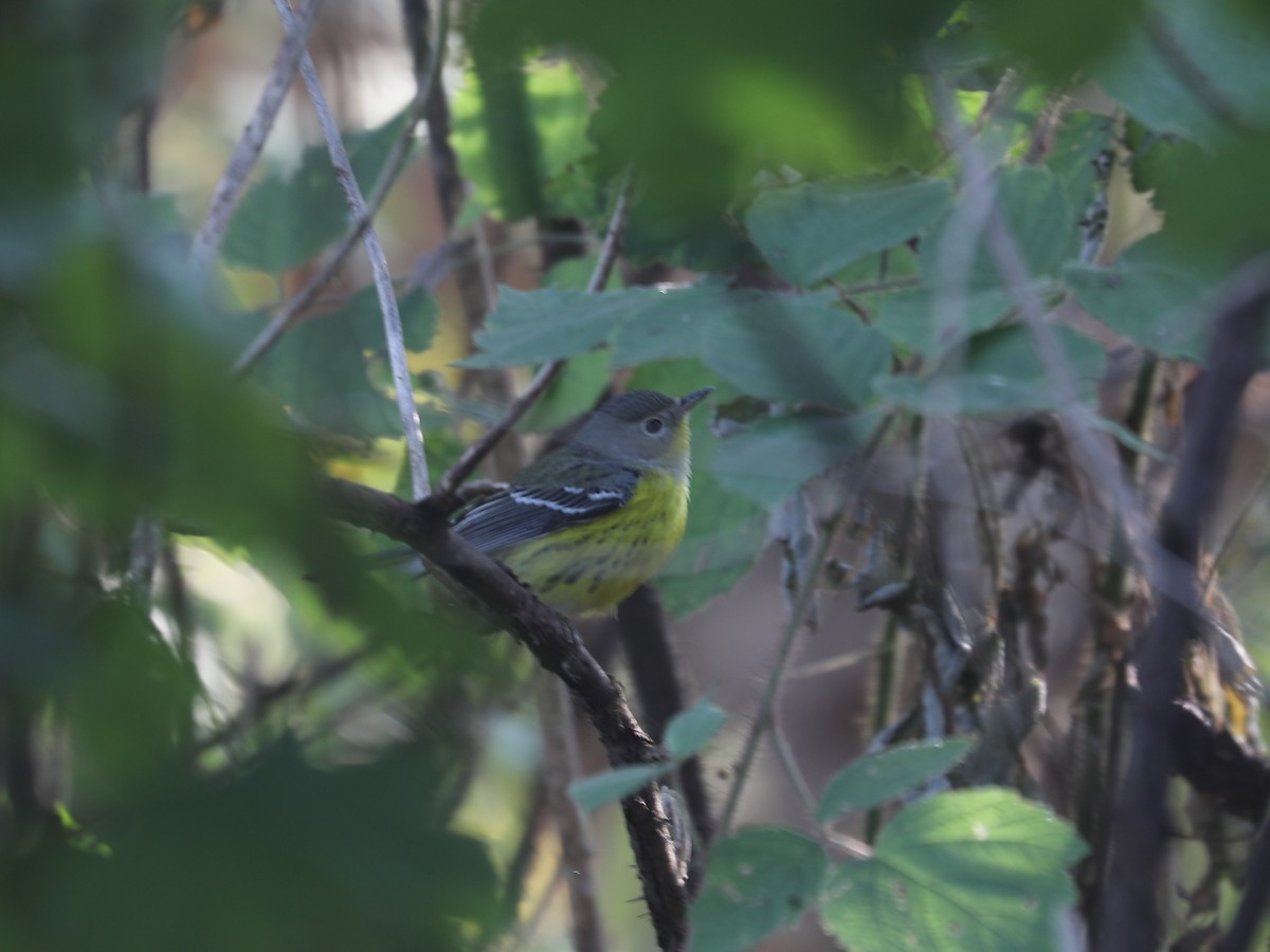 Magnolia Warbler - ML646663384