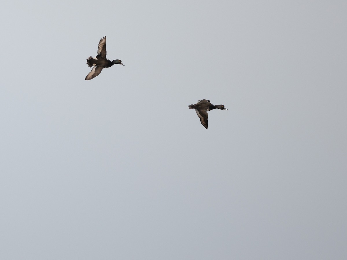 クビワキンクロ - ML646663385