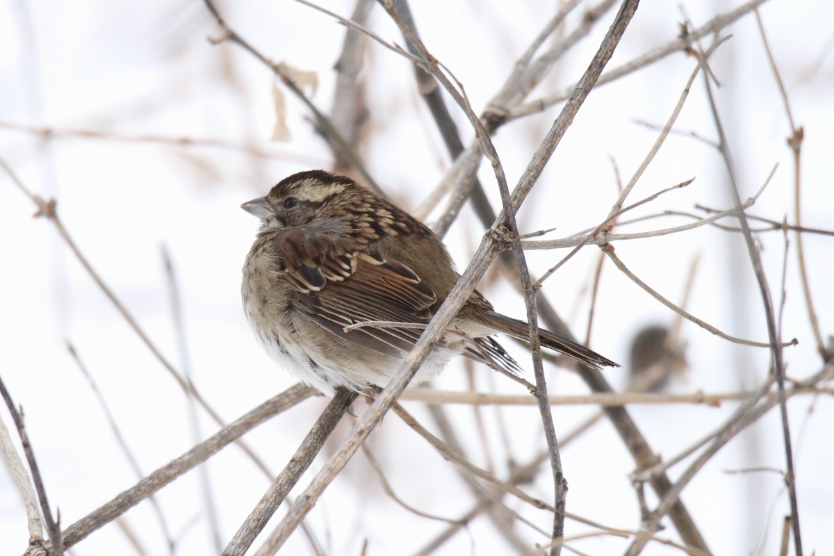 White-throated Sparrow - ML646663387