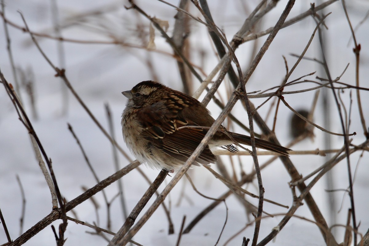 White-throated Sparrow - ML646663388