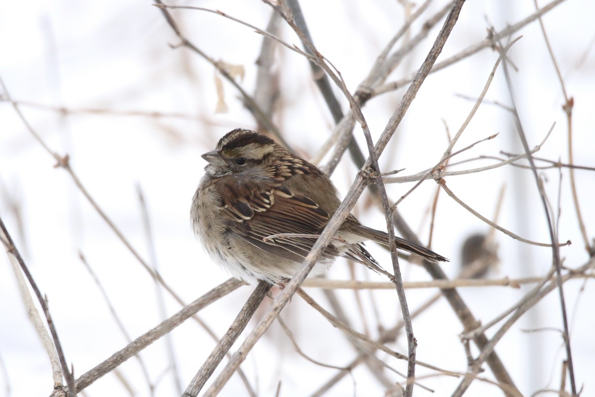White-throated Sparrow - ML646663389