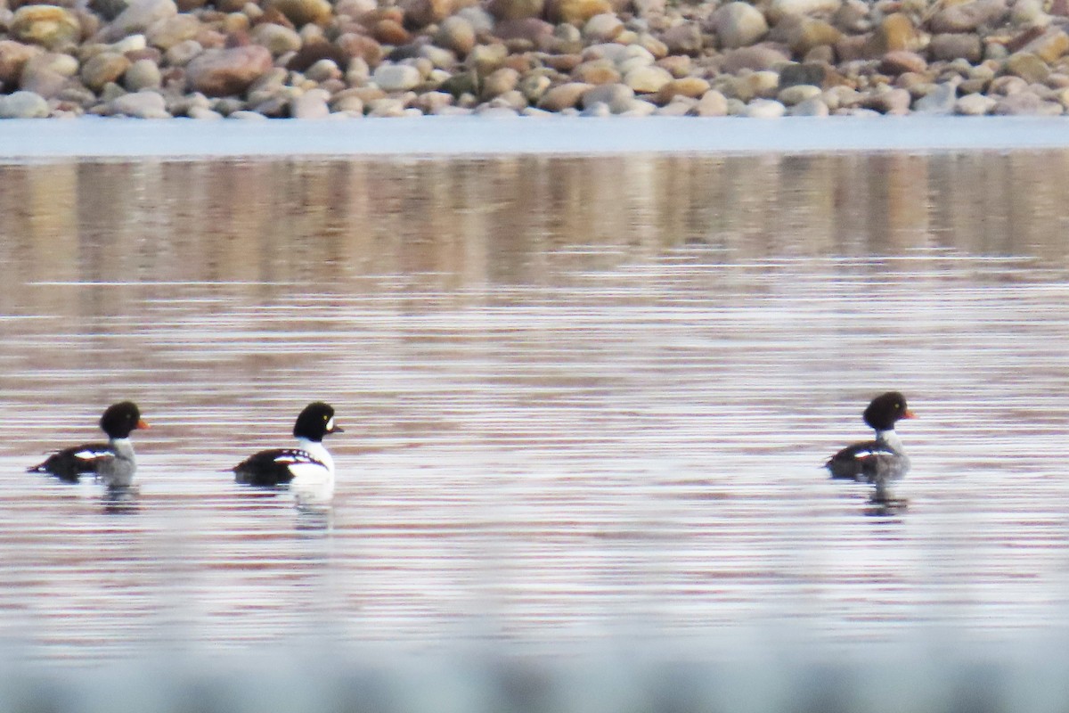 islandsand - ML646663391