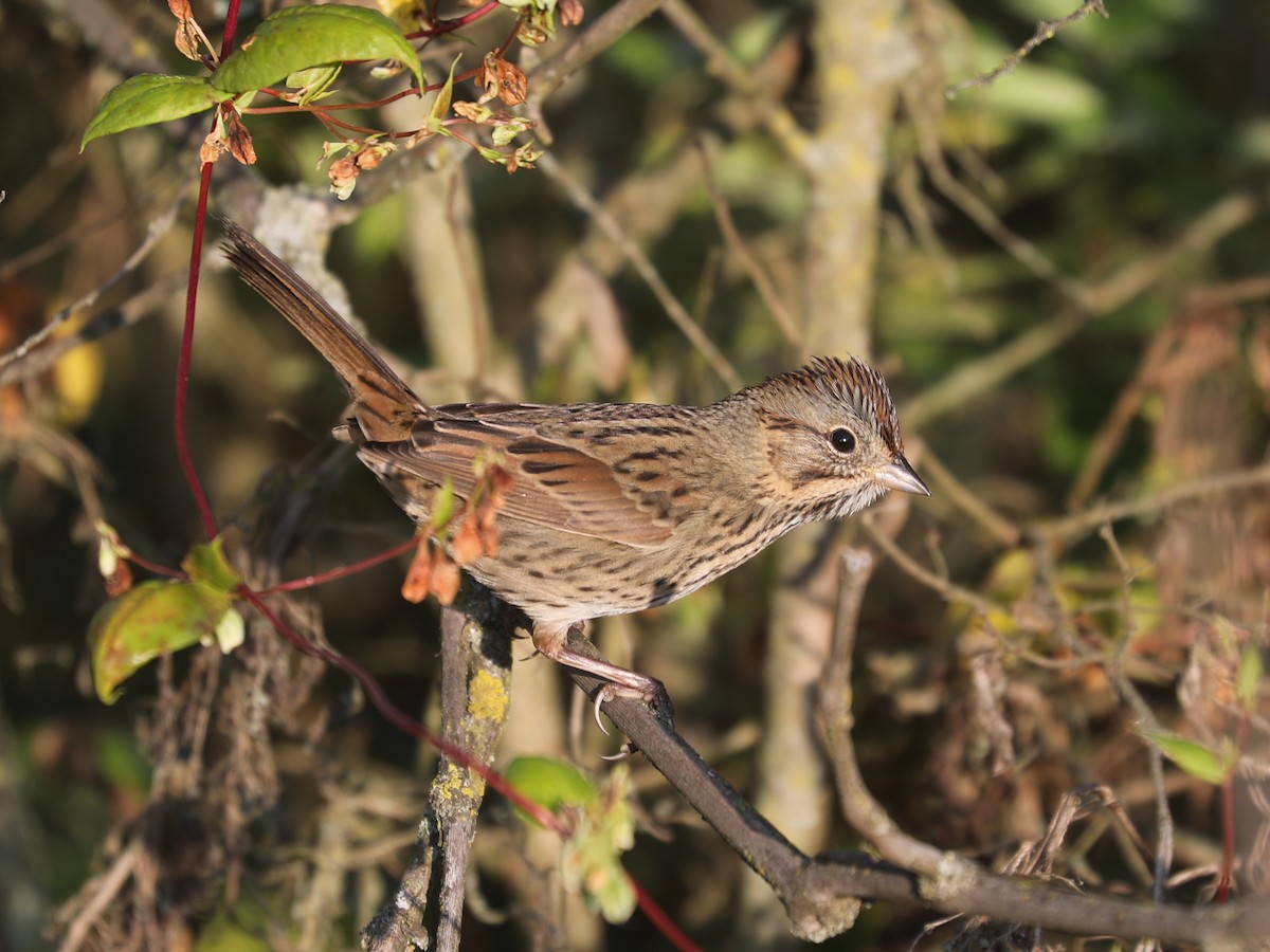 Lincoln's Sparrow - ML646663392