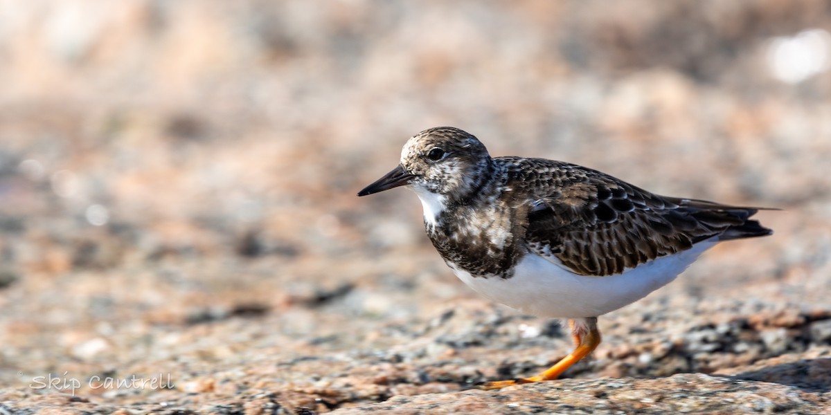 翻石鷸 - ML646663398