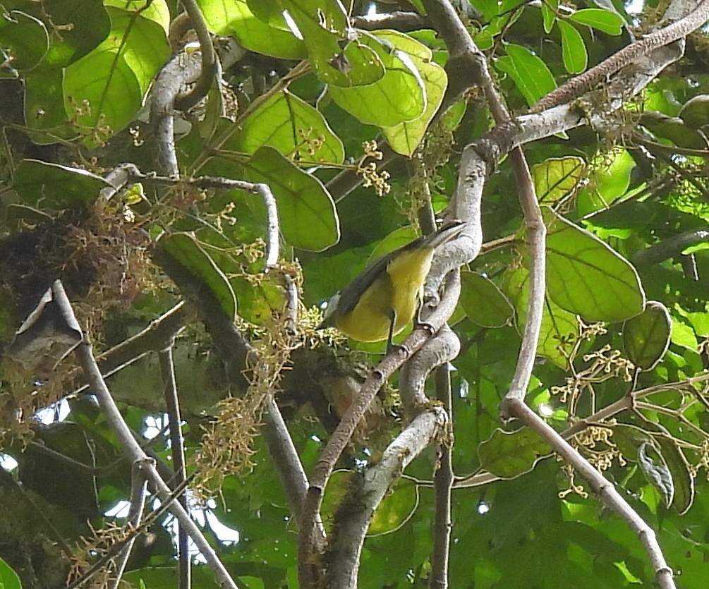 Eastern Shrike-tit - ML646663399