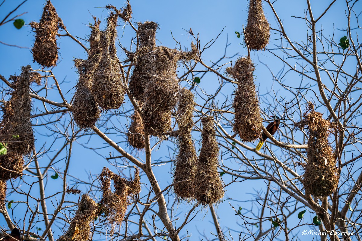 Montezuma Oropendola - ML646663420