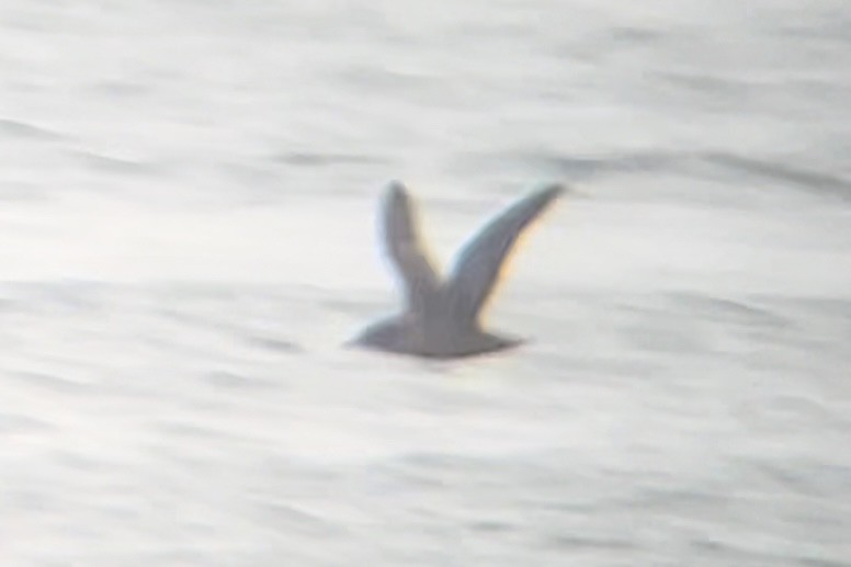 Kurzschwanz-Sturmtaucher - ML646663425